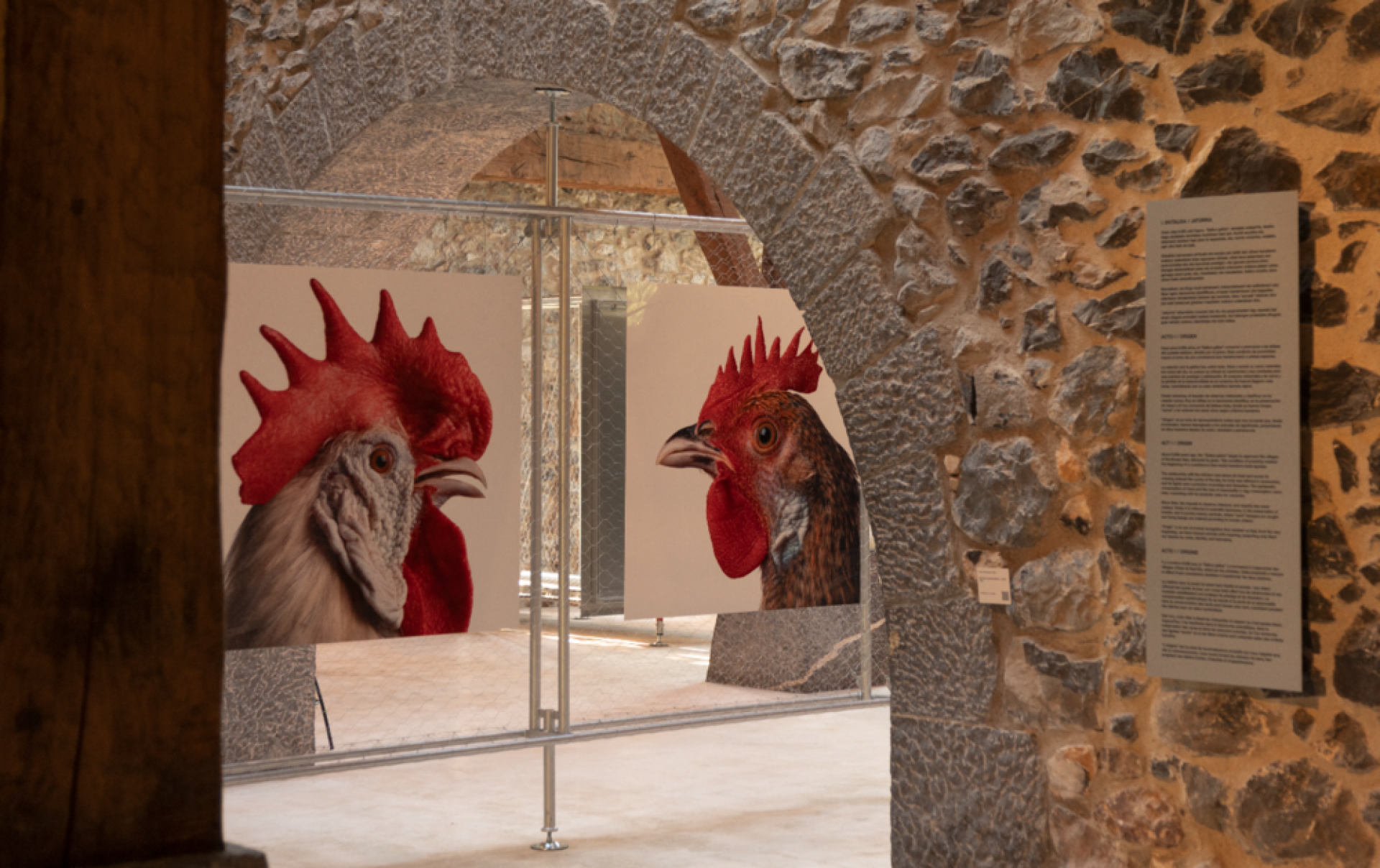 <p><strong>Mugak / Limina: Cosmopolitan Chicken Project 30<br />
Koen Vanmechelen</strong><br />
 </p>
<p><br />
A partir del 17 de octubre</p>